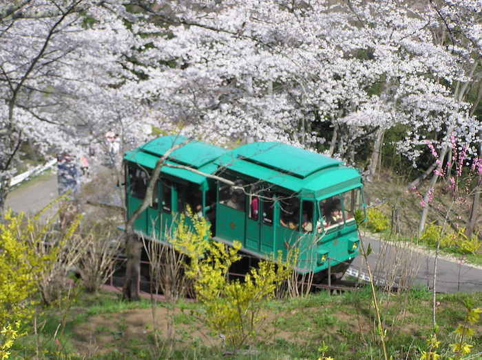 Funaoka Cherry Blossoms